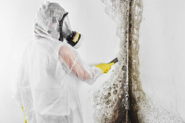 Best Mold Damage Repair  in Navarre Beach, FL