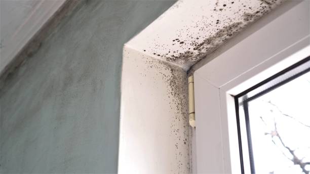 Best Residential Mold Removal  in Navarre Beach, FL