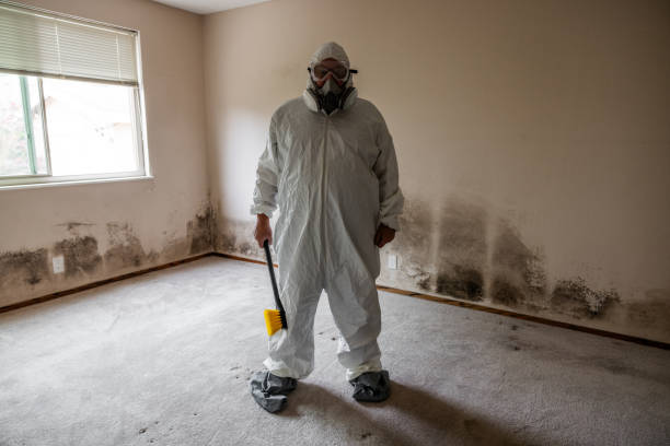 Best Toxic Mold Removal  in Navarre Beach, FL