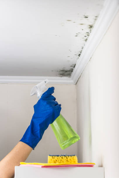 Best Residential Mold Removal  in Navarre Beach, FL